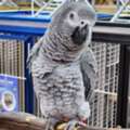 USD 380,  Buy African Grey Parrots Online