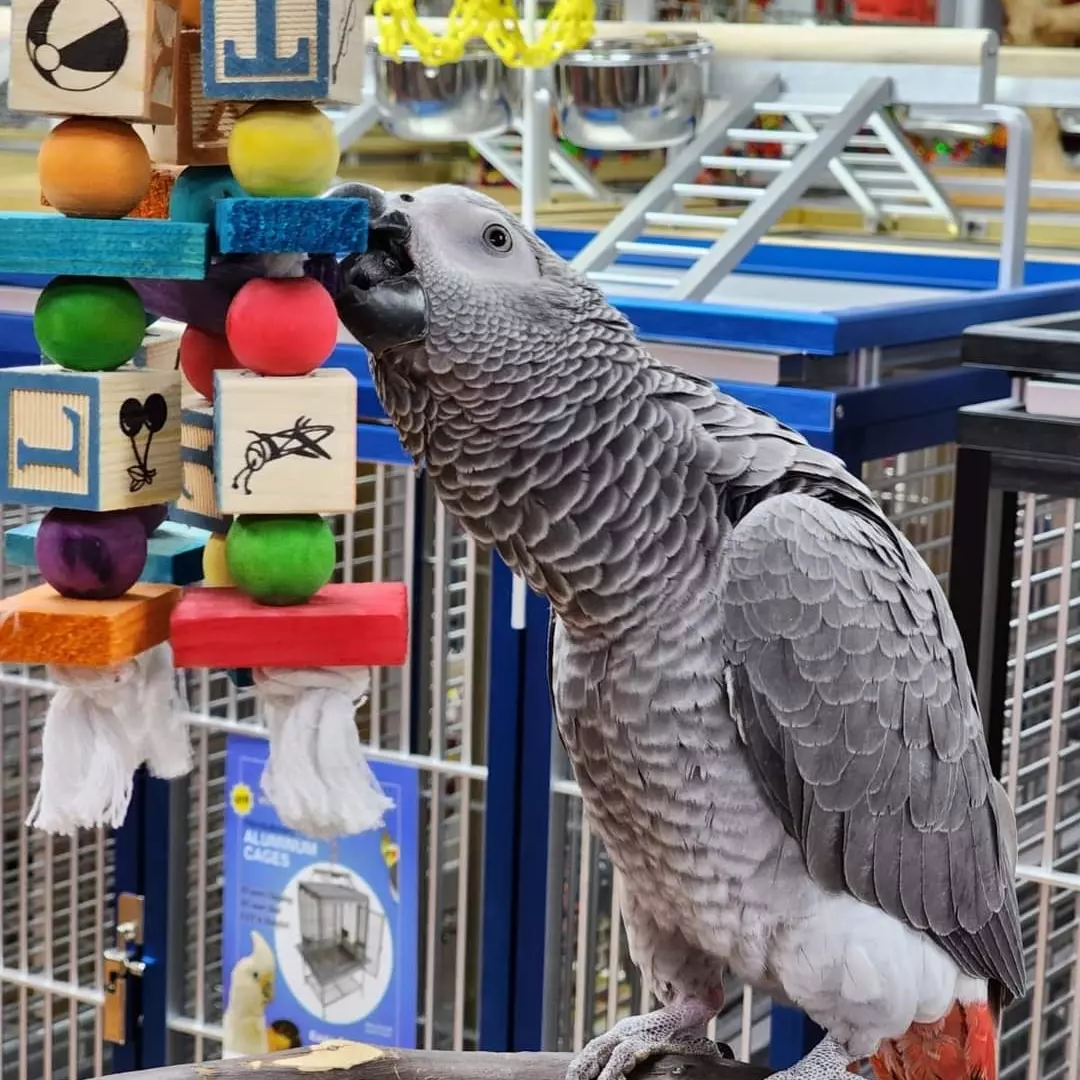 San Francisco, Pet Supplies, USD 380,  Buy African Grey Parrots Online