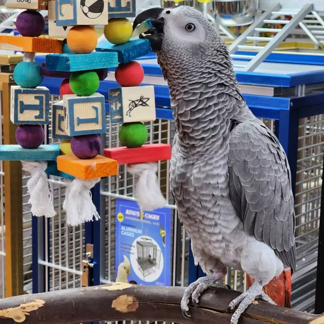 San Francisco, Pet Supplies, USD 380,  Buy African Grey Parrots Online