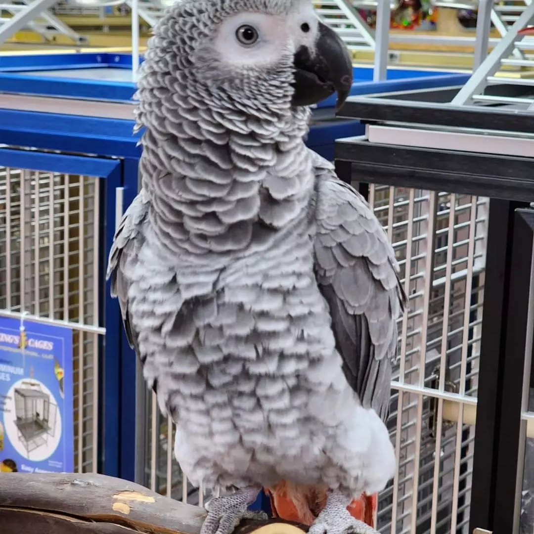 San Francisco, Pet Supplies, USD 380,  Buy African Grey Parrots Online