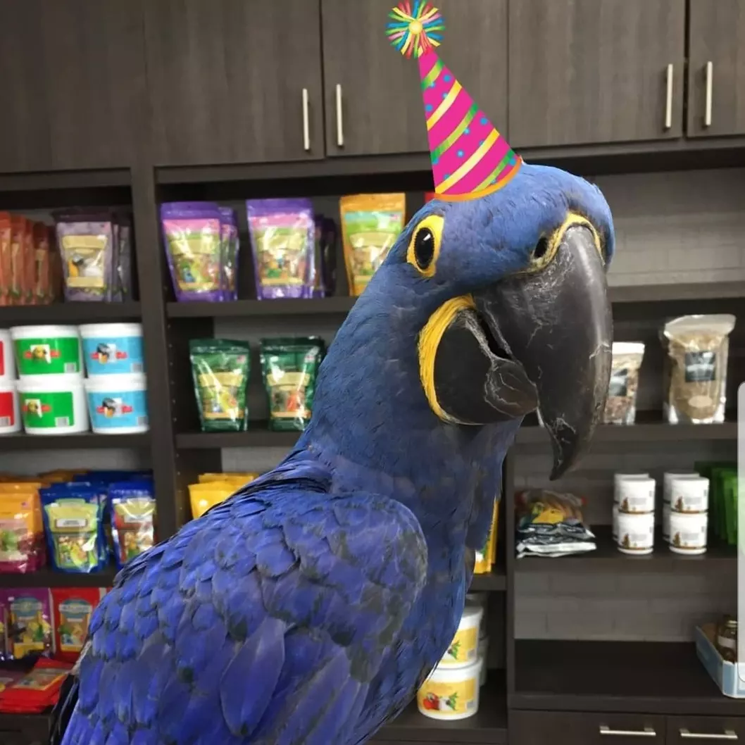 Miami, Pet Supplies, USD 500,  Stunning Blue Macaw For Sale