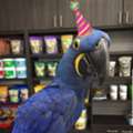 USD 500,  Stunning Blue Macaw For Sale
