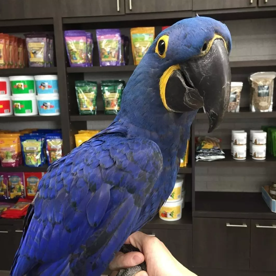 Miami, Pet Supplies, USD 500,  Stunning Blue Macaw For Sale