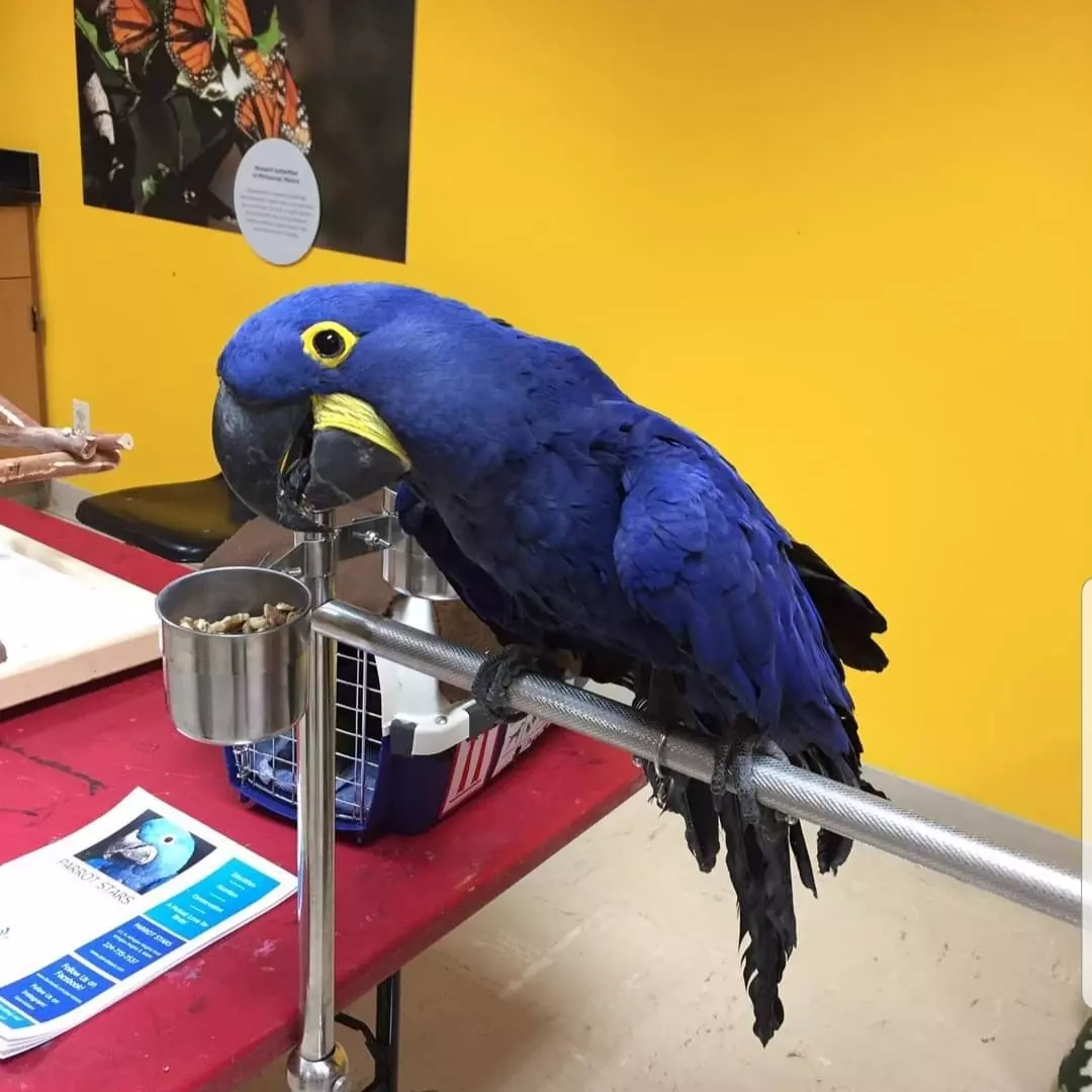 Miami, Pet Supplies, USD 500,  Stunning Blue Macaw For Sale