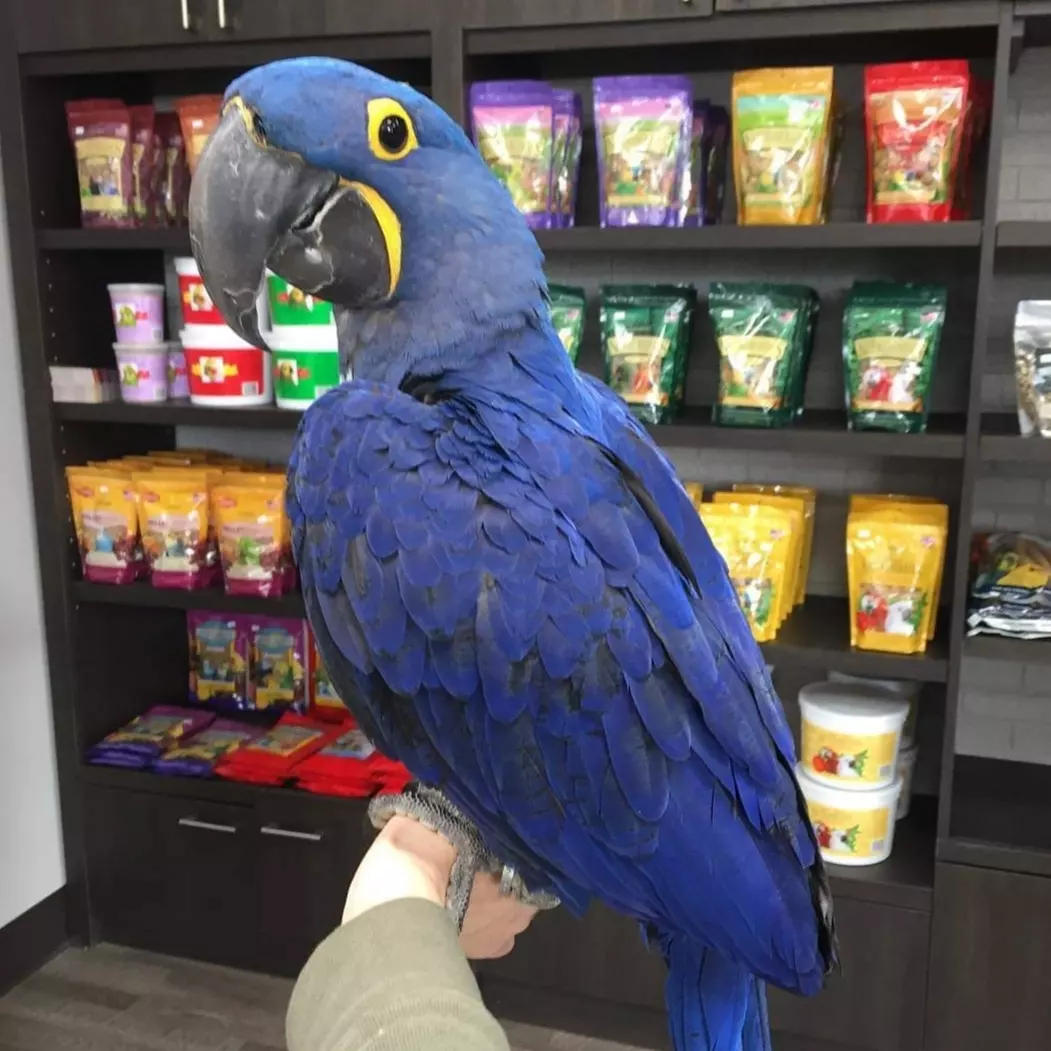 Miami, Pet Supplies, USD 500,  Stunning Blue Macaw For Sale