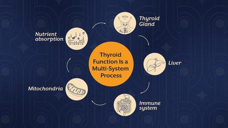 Pune, Guest Posting, Your Thyroid Needs More Than Iodine &mdash; Discover The Full Support System
