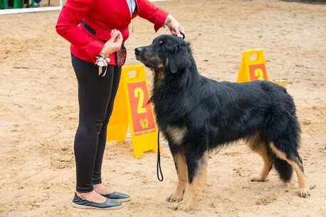 Lucknow, Pet Sitting, Dog Training Service In Agra