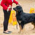 Dog Training Service In Agra