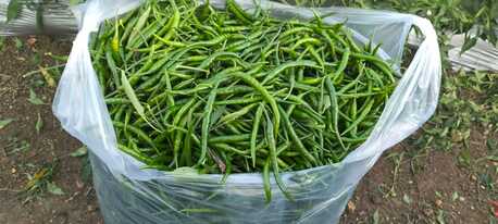 Ajman, Wholesale Products, Direct Onion & G4 Green Chilli Exporter From India &ndash; Looking For Direct Importers In UAE