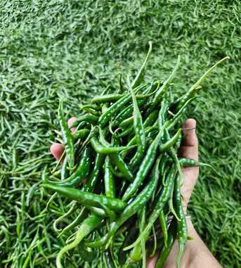 Sohar, Wholesale Products, Direct Indian Exporter: Premium Onions, G4 Green Chillies & Fresh Produce &ndash; Oman