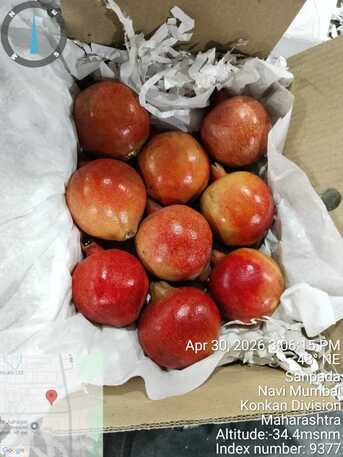 Sohar, Wholesale Products, Direct Indian Exporter: Premium Onions, G4 Green Chillies & Fresh Produce &ndash; Oman