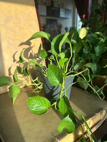 Juffair, Farm & Garden, BHD 2,  PLANTS FOR SALE