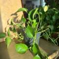 BHD 2, PLANTS FOR SALE