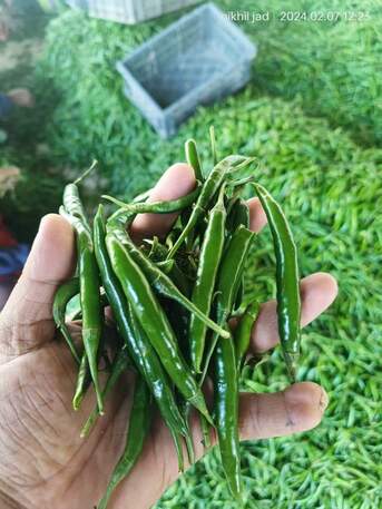 Doha, Wholesale Products, Direct Indian Exporter: Premium Onions, G4 Green Chillies & Fresh Produce &ndash; Qatar