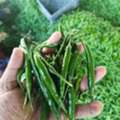 Direct Indian Exporter: Premium Onions, G4 Green Chillies & Fresh Produce &ndash; Qatar