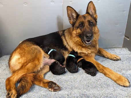New York, Pet Supplies, Families Choose Best German Shepherd Breeders For Loyal Companions
