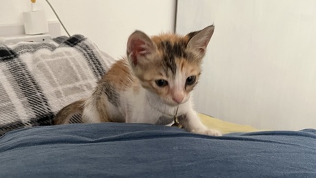 Manama, Free Items, Seeking A Loving Forever Home For This Little Warrior! Call 32159309