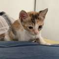 Seeking A Loving Forever Home For This Little Warrior! Call 32159309