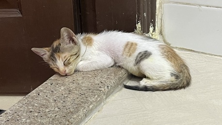Manama, Free Items, Seeking A Loving Forever Home For This Little Warrior! Call 32159309