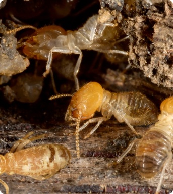 Sydney, Pest Control, Expert Termite Control