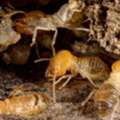 Expert Termite Control