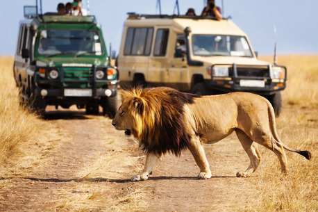 Nairobi, Travel, Affluent Safaris Ltd Offers The Most Memorable Masai Mara Wildlife Safari Package In Kenya