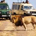 Affluent Safaris Ltd Offers The Most Memorable Masai Mara Wildlife Safari Package In Kenya