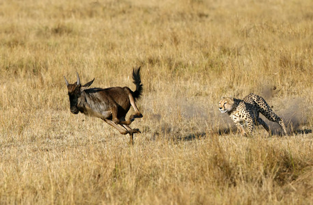 Nairobi, Travel, Affluent Safaris Ltd Offers The Most Memorable Masai Mara Wildlife Safari Package In Kenya