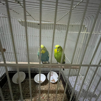 Jeddah, Pet Supplies, SAR 500,  Australian Parrots (Buggies)