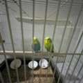 SAR 500, Australian Parrots (Buggies)
