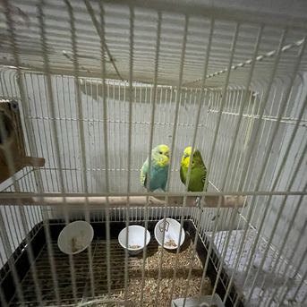 Jeddah, Pet Supplies, SAR 500,  Australian Parrots (Buggies)