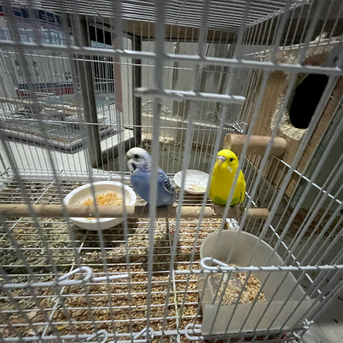 Jeddah, Pet Supplies, SAR 500,  Australian Parrots (Buggies)
