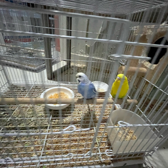 Jeddah, Pet Supplies, SAR 500,  Australian Parrots (Buggies)