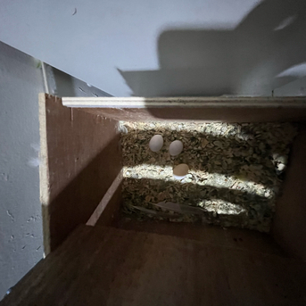 Jeddah, Pet Supplies, SAR 500,  Australian Parrots (Buggies)