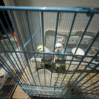 Jeddah, Pet Supplies, SAR 500,  Australian Parrots (Buggies)