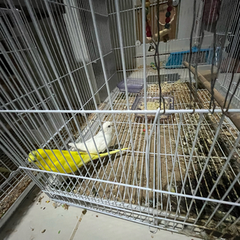 Jeddah, Pet Supplies, SAR 500,  Australian Parrots (Buggies)