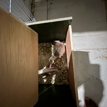 Jeddah, Pet Supplies, SAR 500,  Australian Parrots (Buggies)