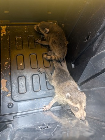 Toronto, Pest Control, Professional Pest Exterminator Servicing Greater Toronto Area And Mississauga