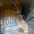 Professional Pest Exterminator Servicing Greater Toronto Area And Mississauga