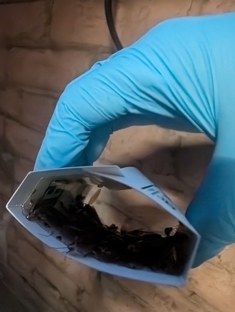 Toronto, Pest Control, Professional Pest Exterminator Servicing Greater Toronto Area And Mississauga
