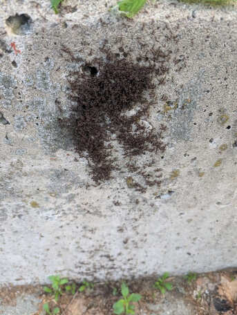 Toronto, Pest Control, Professional Pest Exterminator Servicing Greater Toronto Area And Mississauga