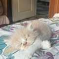 SAR 500,  Persian Triple Coated Kittens