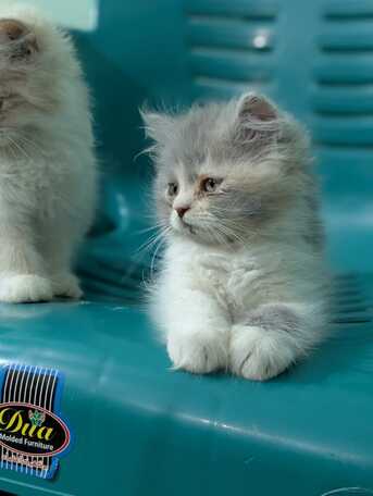 Riyadh, Baby & Kid Stuff, SAR 500,  Persian Triple Coated Kittens
