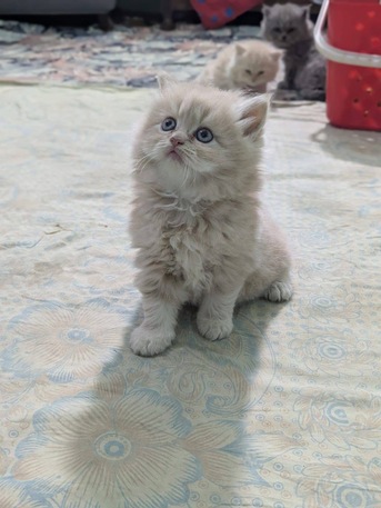 Riyadh, Baby & Kid Stuff, SAR 500,  Persian Triple Coated Kittens