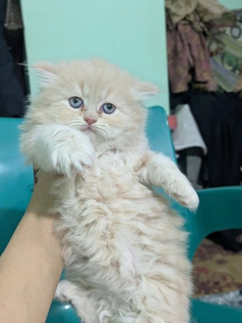 Riyadh, Baby & Kid Stuff, SAR 500,  Persian Triple Coated Kittens