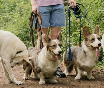 Lucknow, Pet Sitting, Dog Walkers In Agra
