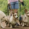 Dog Walkers In Agra