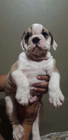 Austin, Pet Supplies, USD 150,  English Bullies Ready For Adoption And Purchase