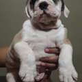 USD 150,  English Bullies Ready For Adoption And Purchase