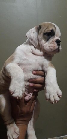Austin, Pet Supplies, USD 150,  English Bullies Ready For Adoption And Purchase